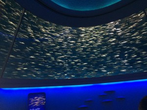 IMG_1007