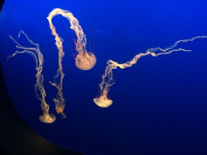 IMG_1013